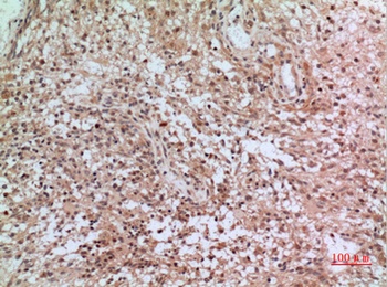 CD3-δ rabbit pAb