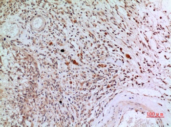 CD3-δ rabbit pAb