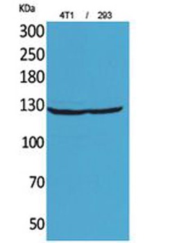 Integrin αD rabbit pAb Antibody