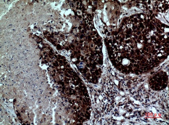 Integrin αD rabbit pAb