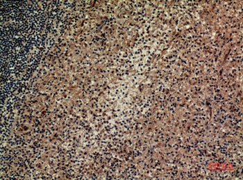 Integrin αD rabbit pAb