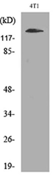 Integrin αD rabbit pAb