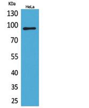 Integrin β2 rabbit pAb Antibody