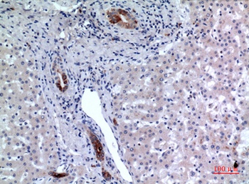 CD37 rabbit pAb Antibody