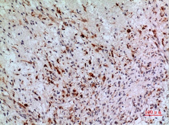 CD74 rabbit pAb