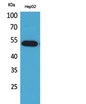 LIR-7 antibody