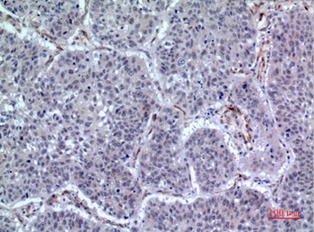 LIR-7 antibody