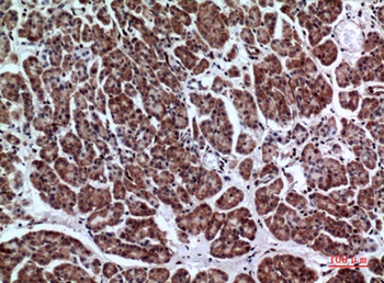 LIR-7 antibody