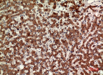 CD110 antibody
