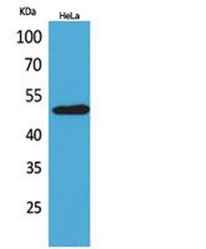 EMMPRIN rabbit pAb Antibody