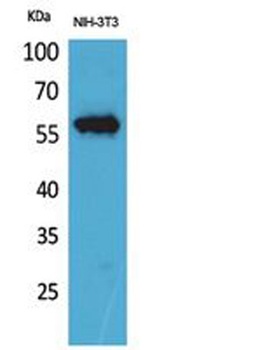 CD223 rabbit pAb Antibody
