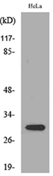 IL33 antibody