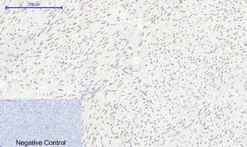 Histone H2A rabbit pAb Antibody