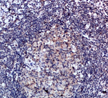 CD47 rabbit pAb