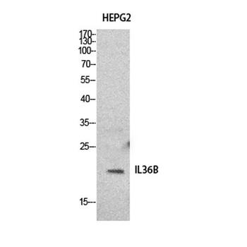 IL1F8 antibody