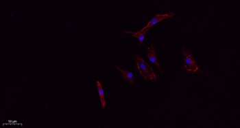 CD63 rabbit pAb Antibody