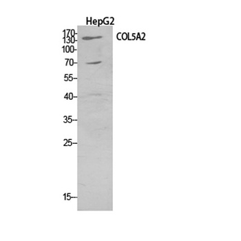 COL5A2 rabbit pAb