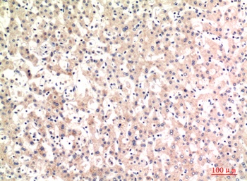 C4a/b rabbit pAb
