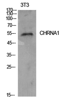 AChRα1 rabbit pAb
