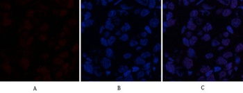 ABCG2 antibody