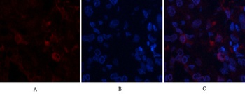 ABCG2 antibody