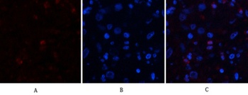 ABCG2 antibody