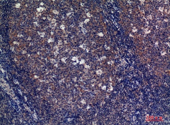 CD89 antibody