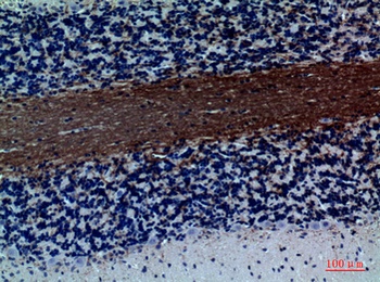 GABAA Rα1 rabbit pAb