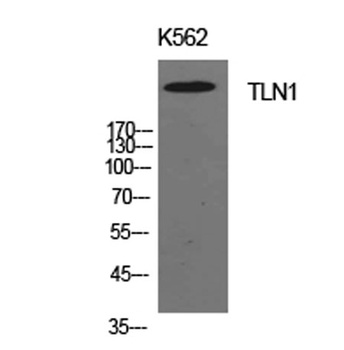Talin-1 antibody