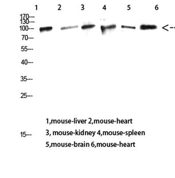 CD13 antibody