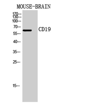 CD19 antibody