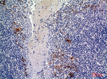 CD19 rabbit pAb