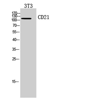 CD21 antibody