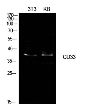 CD33 rabbit pAb Antibody