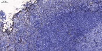 CD36 rabbit pAb