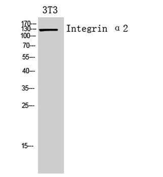 Integrin alpha 2 antibody