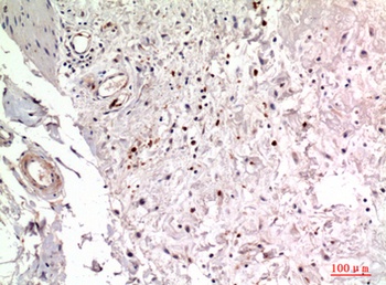 Integrin α2 rabbit pAb