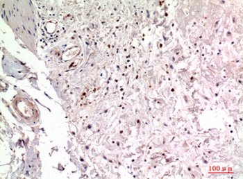 Integrin alpha 2 antibody