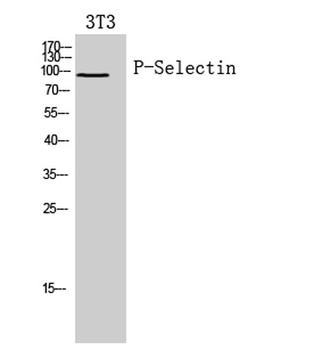 CD62P antibody