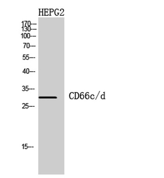CD66c/d antibody