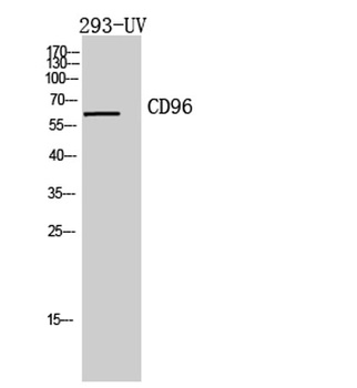CD96 antibody