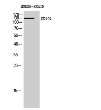 CD101 antibody