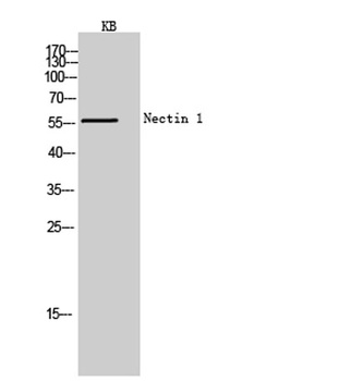 Nectin 1 rabbit pAb