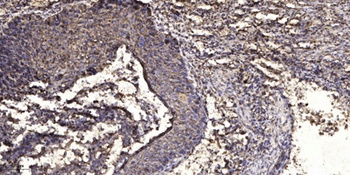 LIFR antibody