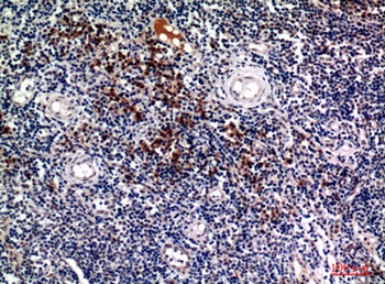 Syndecan 1 antibody