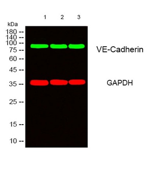 Cadherin 5 antibody