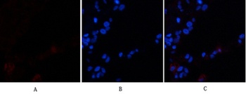 VE-Cadherin rabbit pAb