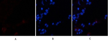 Cadherin 5 antibody