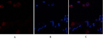 VE-Cadherin rabbit pAb