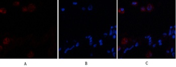 Cadherin 5 antibody